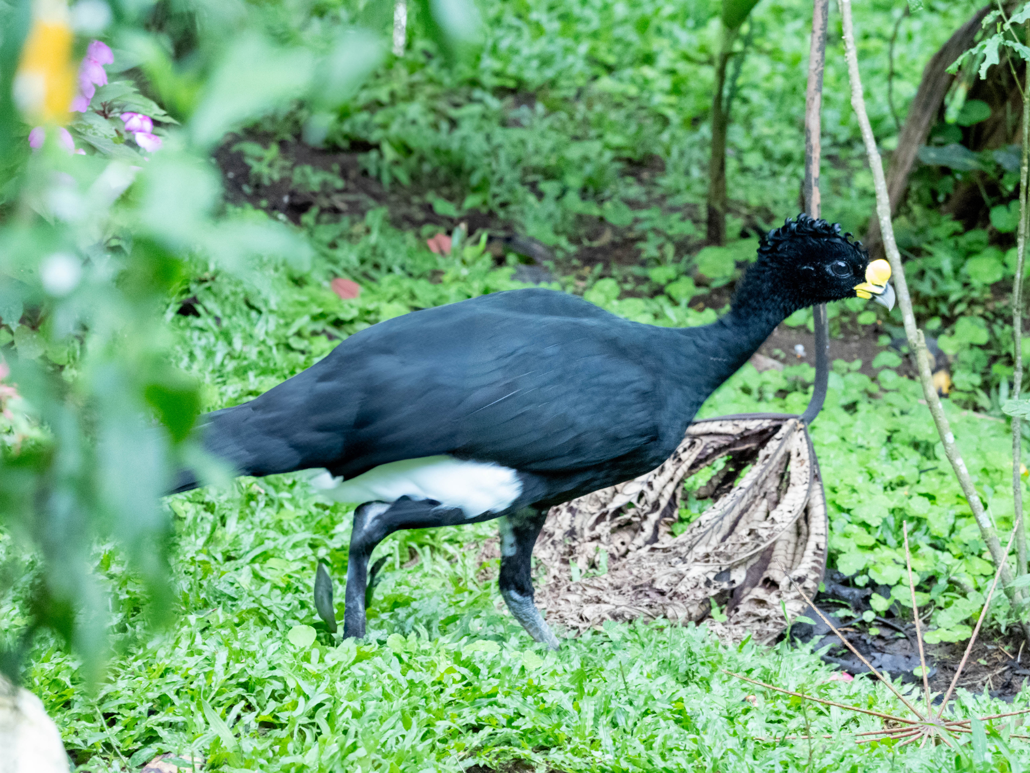 Great Curassow male